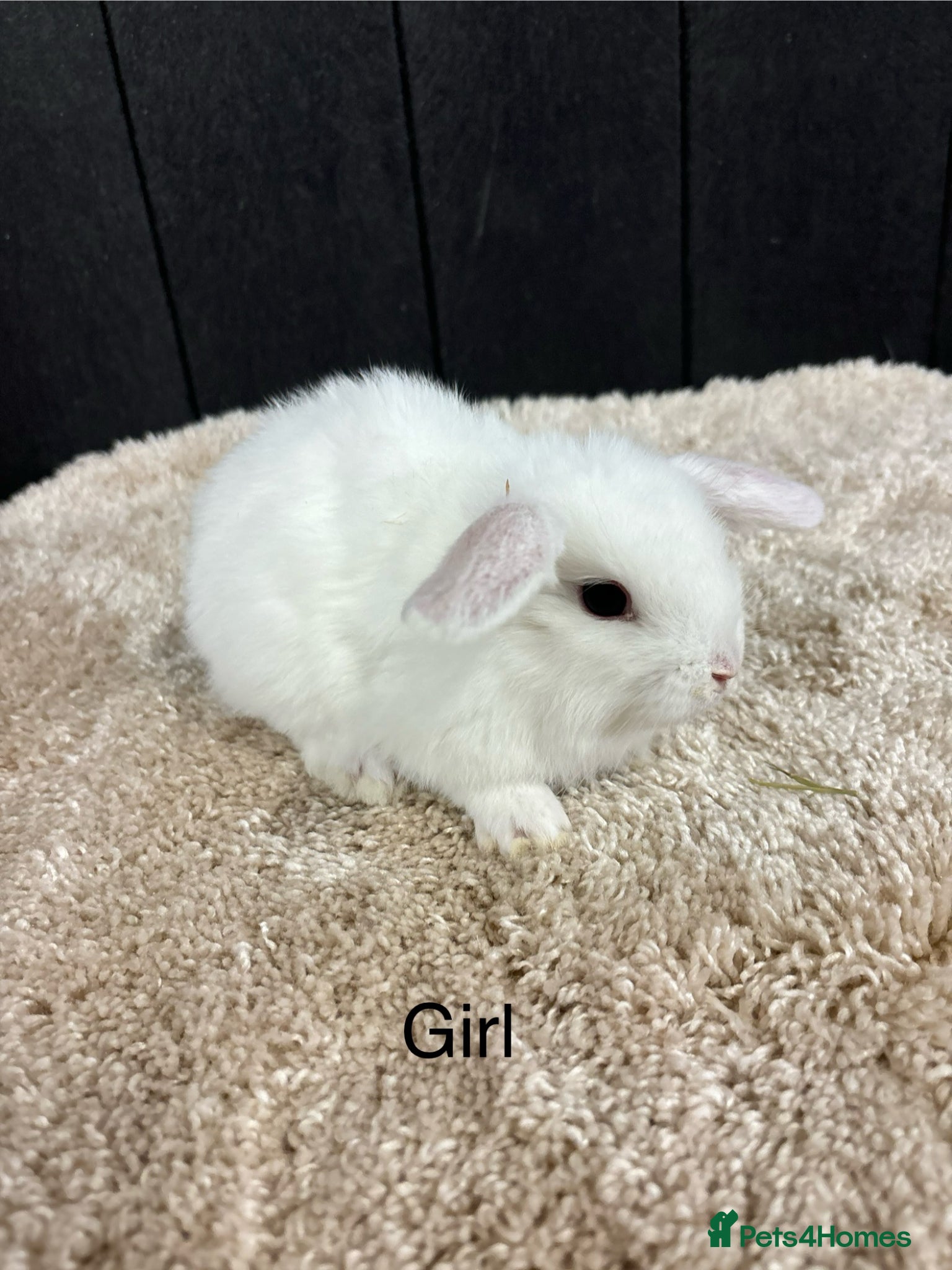 Mini Lop rabbits Stunning bunnies  - Advert 1