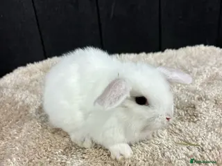 Mini Lop rabbits Stunning bunnies - Advert 1