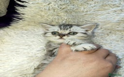 British Shorthair cats for sale: PUre tabby British short hair kittens - Image 2