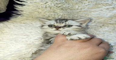 British Shorthair cats - Advert 11
