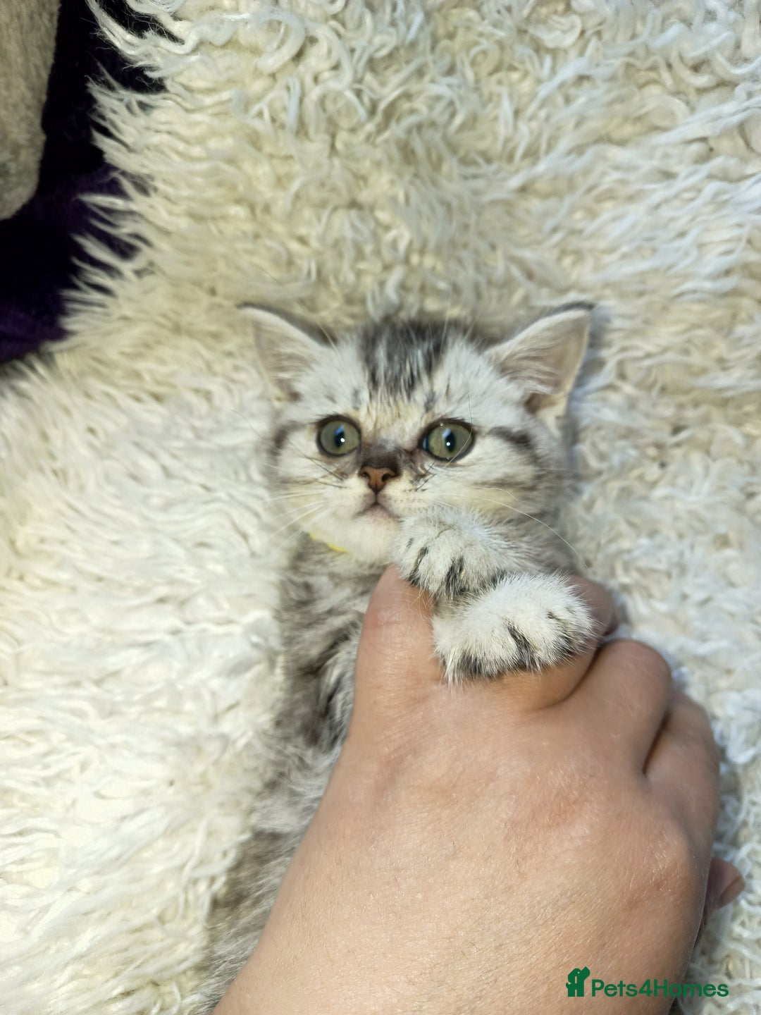 British Shorthair cats for sale: PUre tabby British short hair kittens - Image 2