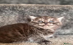 British Shorthair cats for sale: brithis shorthair kitten  - Image 4