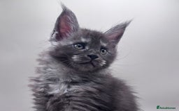 Maine Coon cats for sale: Stunning Maine Coon Kittens  - Image 1