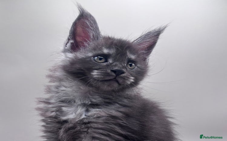 Maine Coon cats - Advert 16