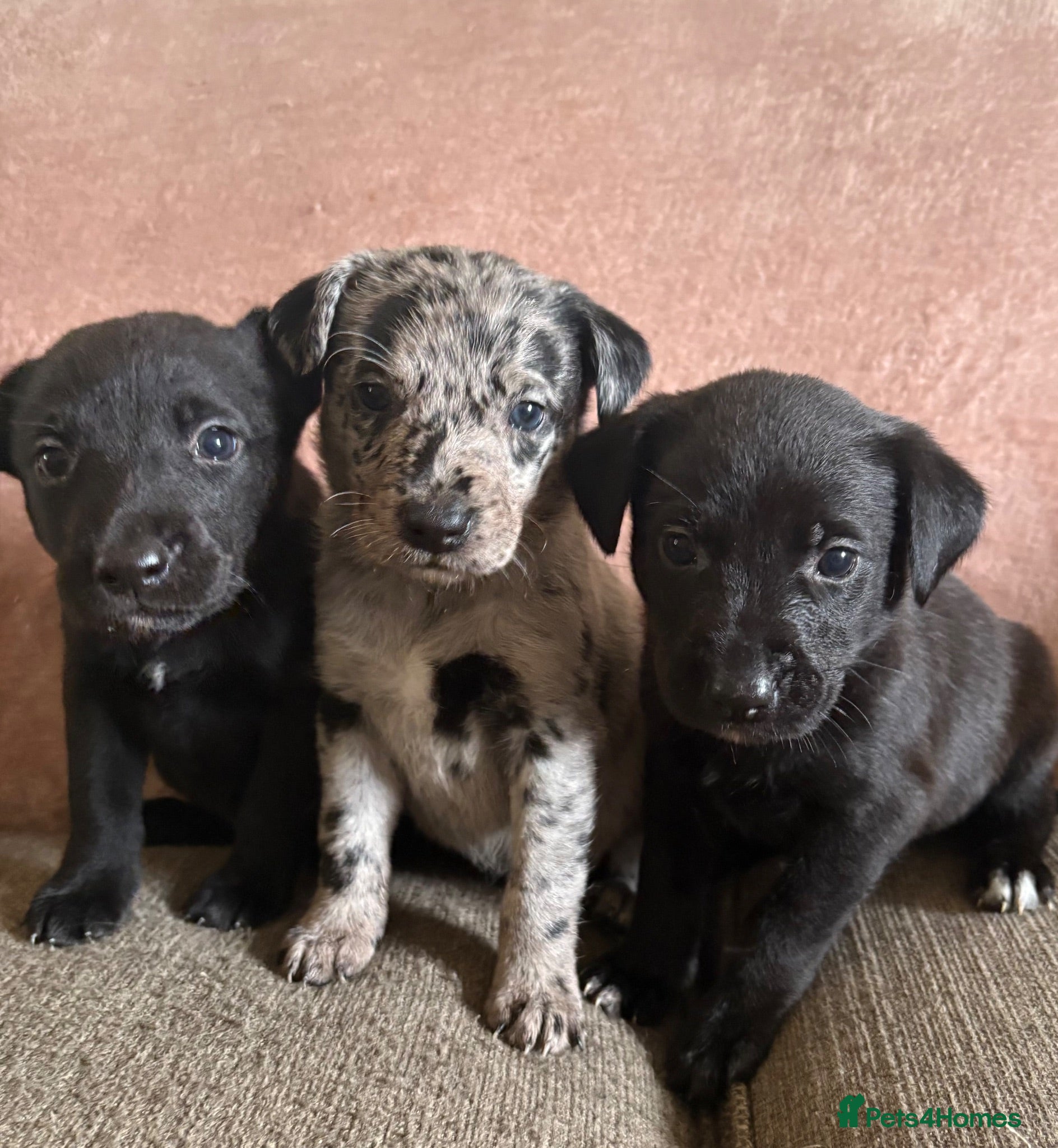 Borador dogs 3 Labrador x collie puppies available  - Advert 1