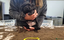 Labrador Retriever dogs for sale: 🐾Exceptional Black Labrador Retriever Puppies🐾 - Advert 9