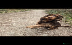 Cocker Spaniel dogs for sale: Show type x working cocker spaniel puppies - Image 15