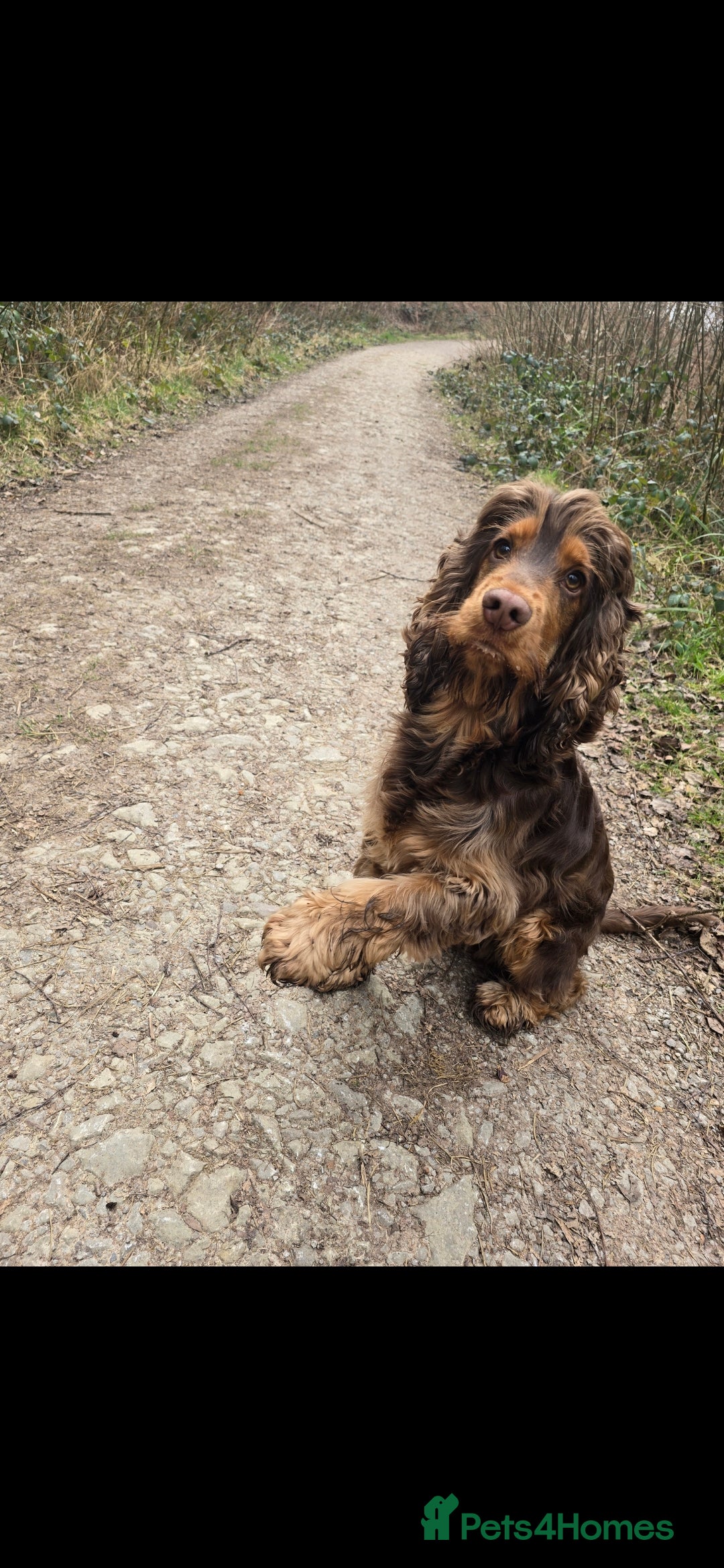 Cocker Spaniel dogs for sale: Show type x working cocker spaniel puppies - Image 15