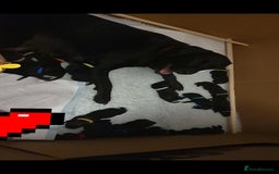 Mixed Breed dogs for sale: 13 Beautiful Labrador Cross Puppies for September  - Image 2