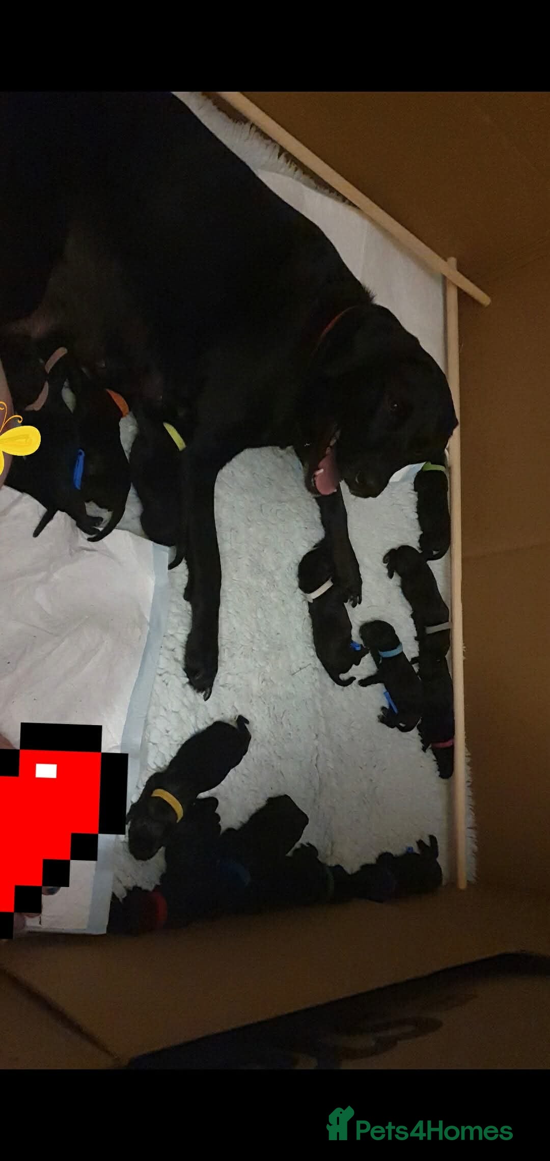 Mixed Breed dogs for sale: 13 Beautiful Labrador Cross Puppies for September  - Image 2