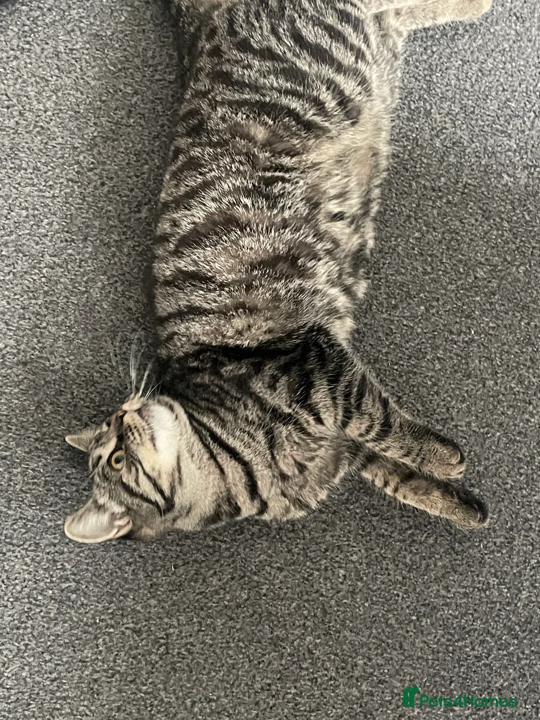 Mixed Breed cats for sale: Looking for new home  - Advert 4