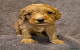 Cockapoo dogs for sale: READY NOW !! ONLY 3 COCKERPOO PUPPIES LEFT !!! in Alfreton - Image 11