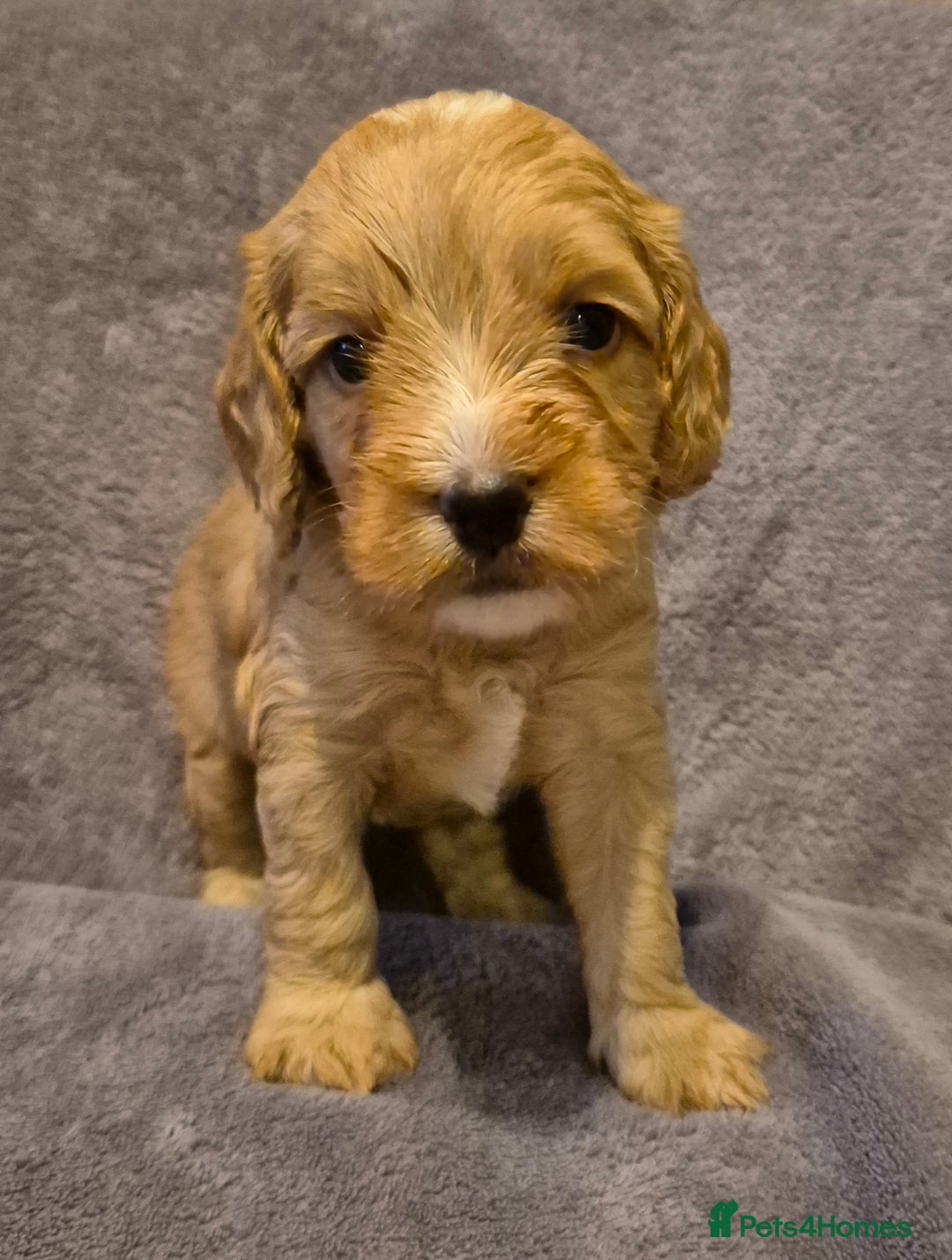 Cockapoo dogs for sale: READY NOW !! ONLY 3 COCKERPOO PUPPIES LEFT !!! in Alfreton - Image 11