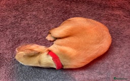 Golden Retriever dogs for sale: Working Golden Retriever pups - 1 BITCH REMAINING - Image 8