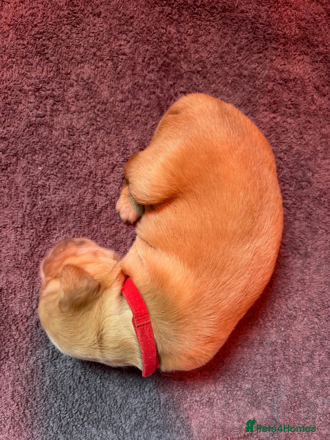 Golden Retriever dogs for sale: Working Golden Retriever pups - 1 BITCH REMAINING - Image 8