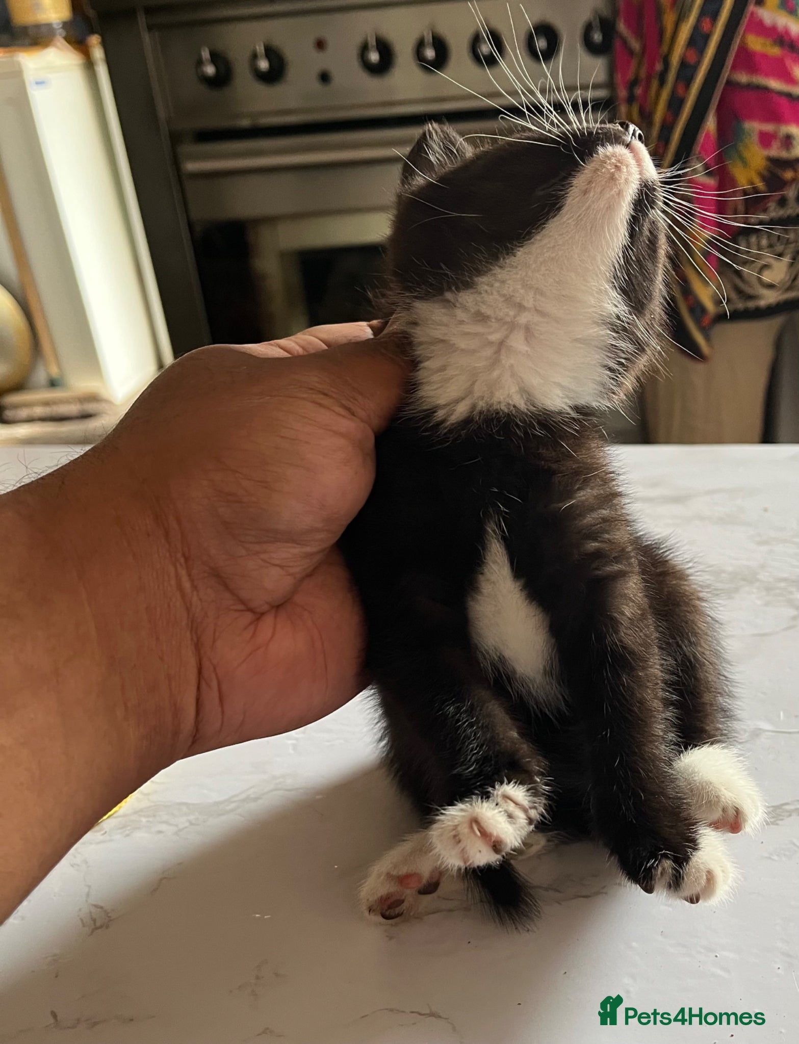 Mixed Breed cats for sale: 3 beautiful kittens for sale  - Advert 6