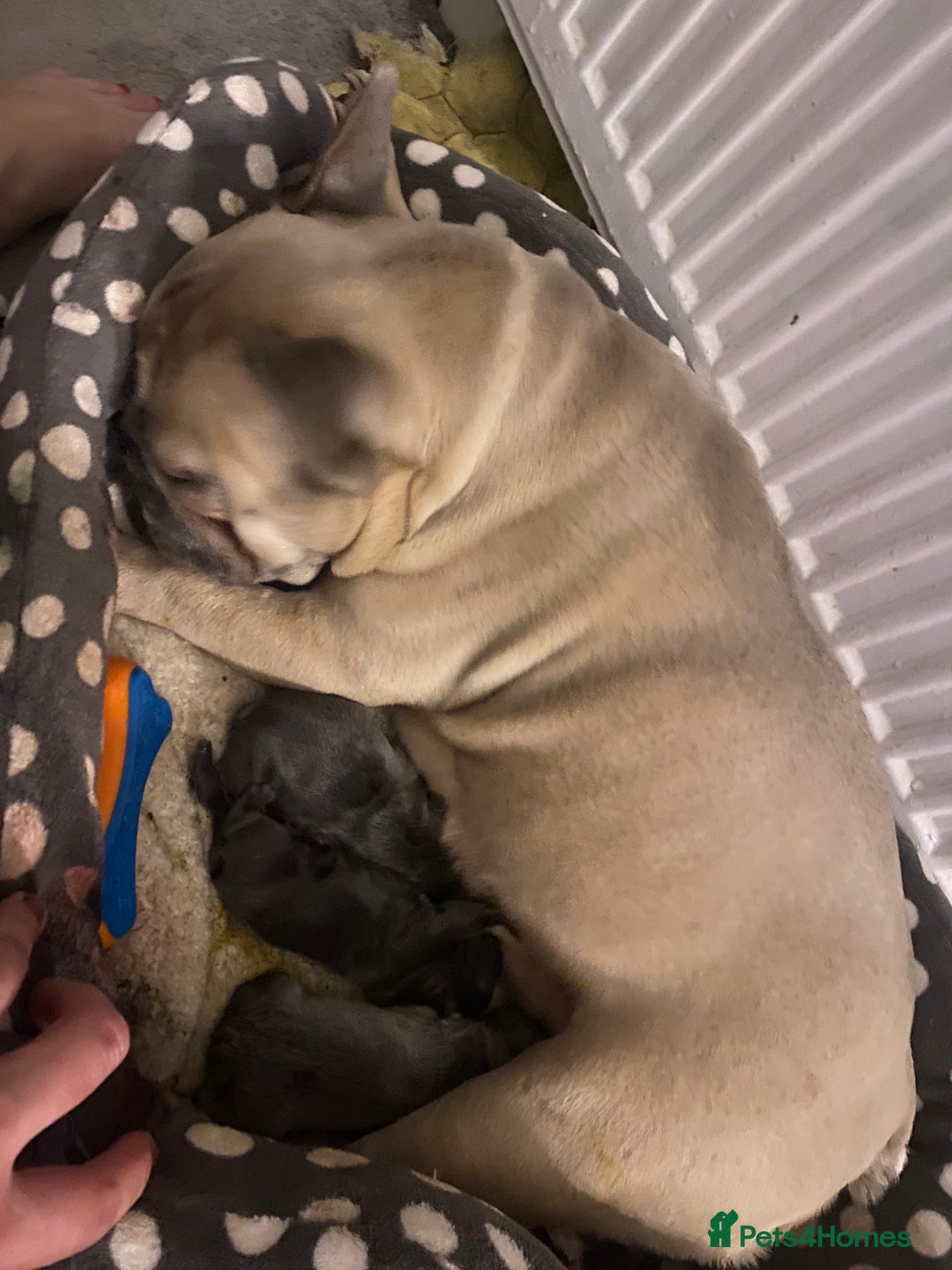 French Bulldog dogs for sale: Stunning french bulldog puppies - Advert 7