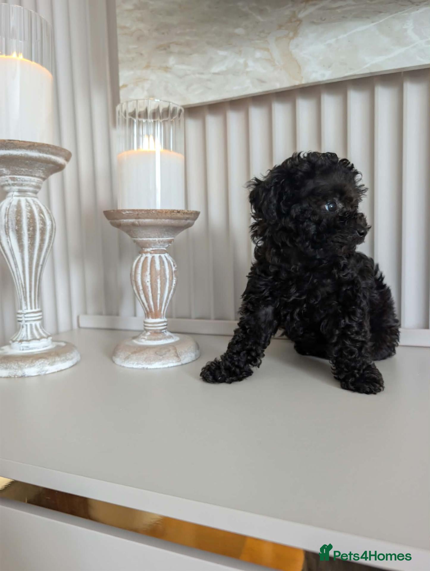 Toy Poodle dogs Asian toy poodle girl - Advert 2