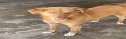 Mixed Breed dogs for adoption: Miriam, 14 months approx. Available for adoption.. - Advert 13