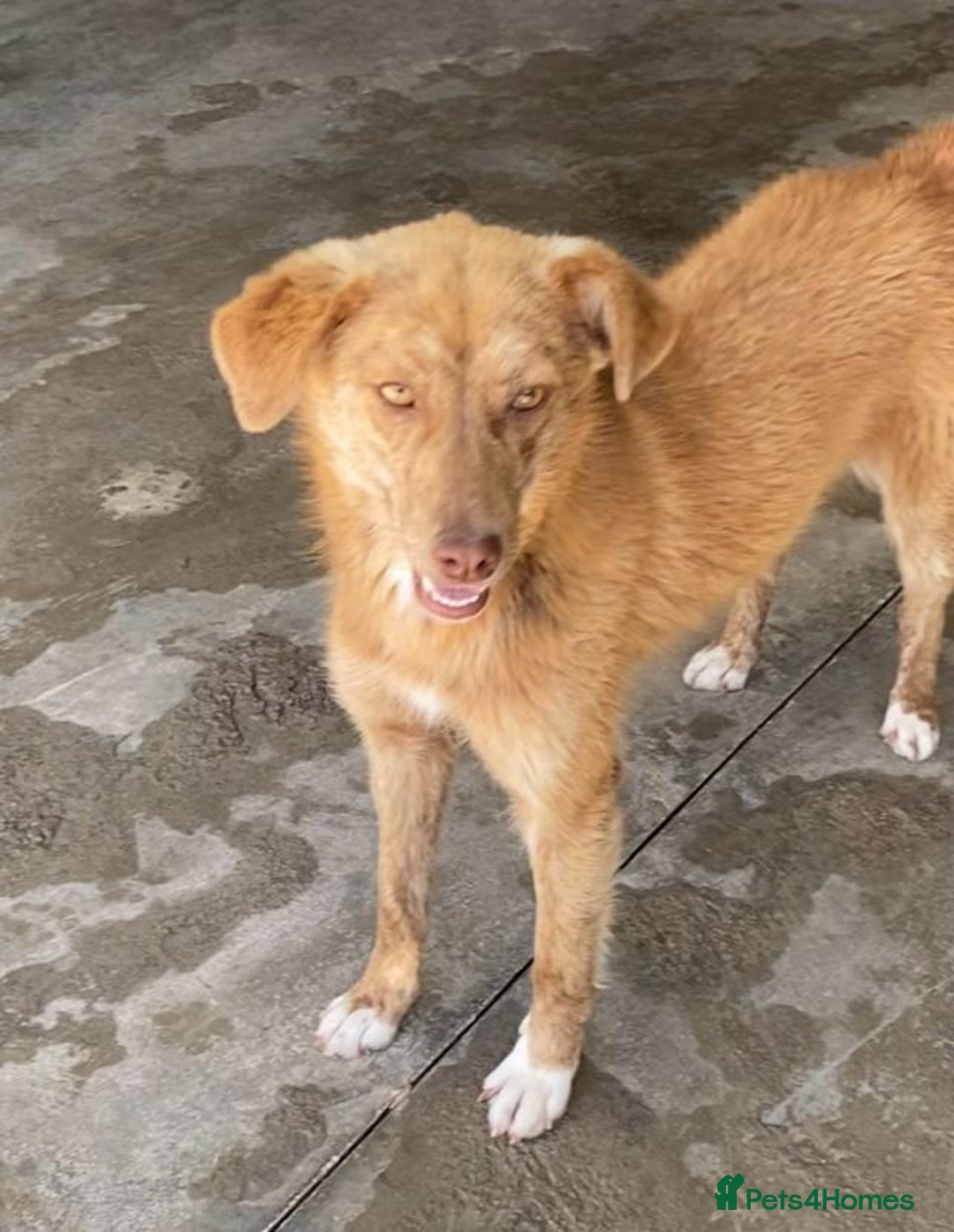 Mixed Breed dogs for adoption: Miriam, 14 months approx. Available for adoption. - Image 13