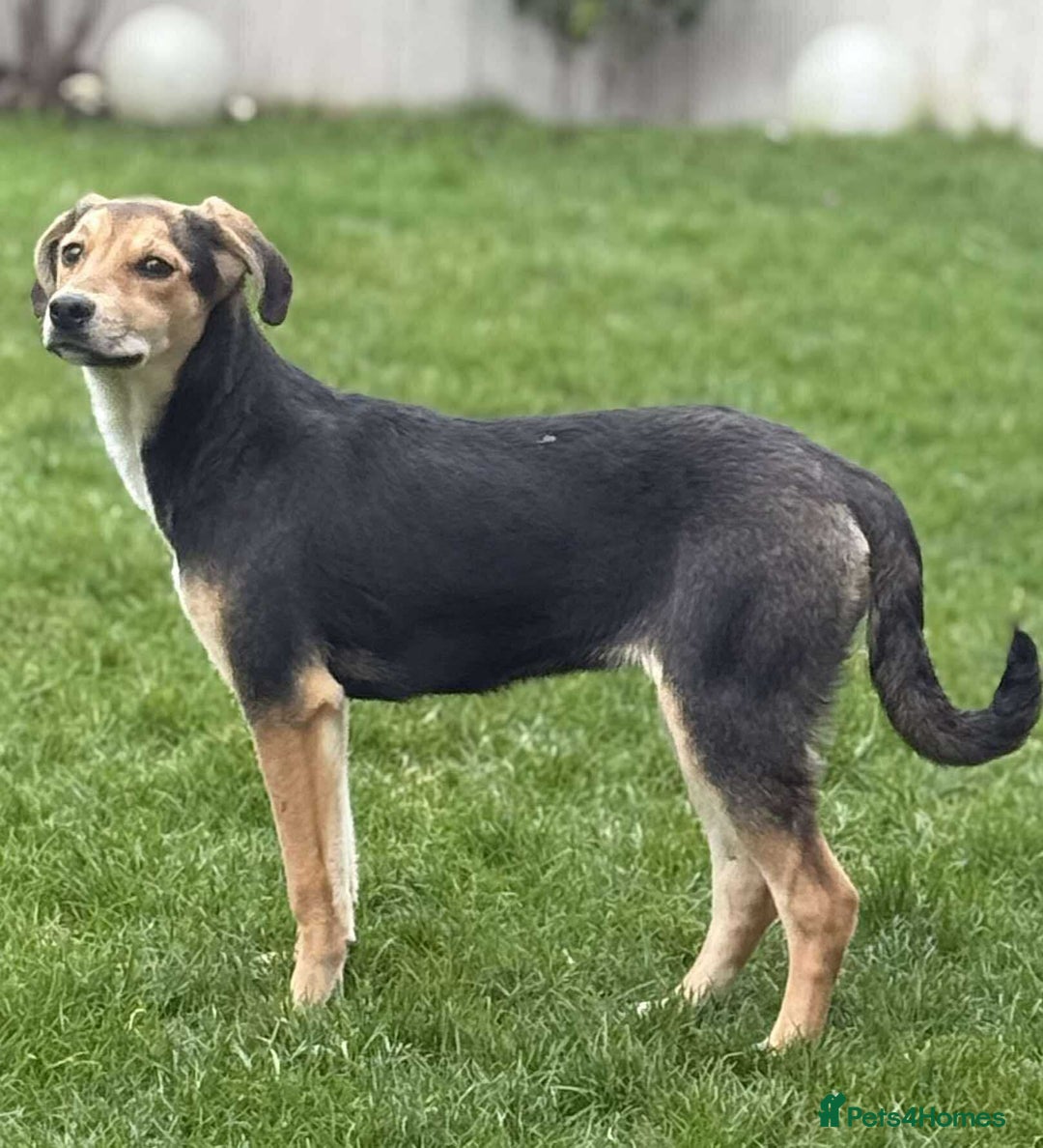 Mixed Breed dogs for adoption: 💕 Swan 💕 - Advert 2