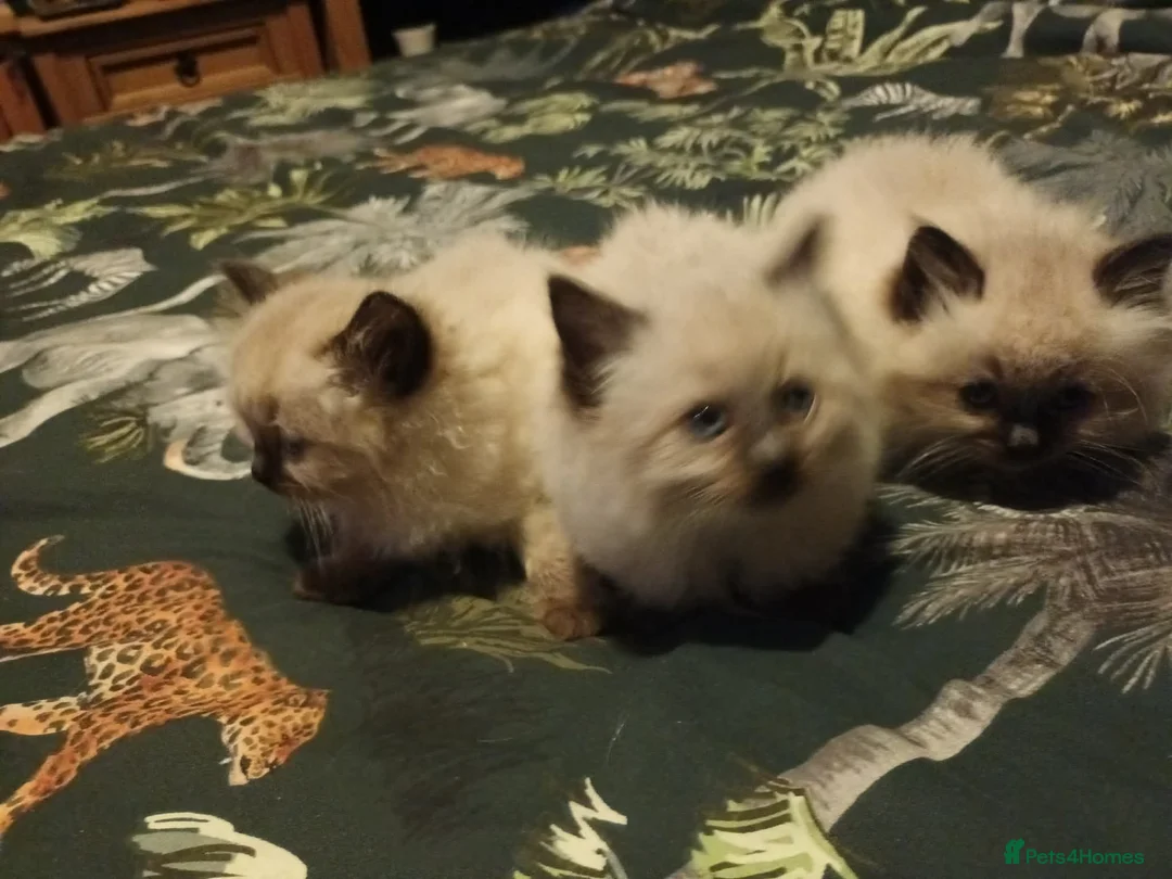 Ragdoll cats for sale: 3 beautiful ragdoll girls ready now - Advert 9