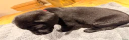 Labrador Retriever dogs for sale: Beautiful litter of Labrador Puppies  - Advert 16