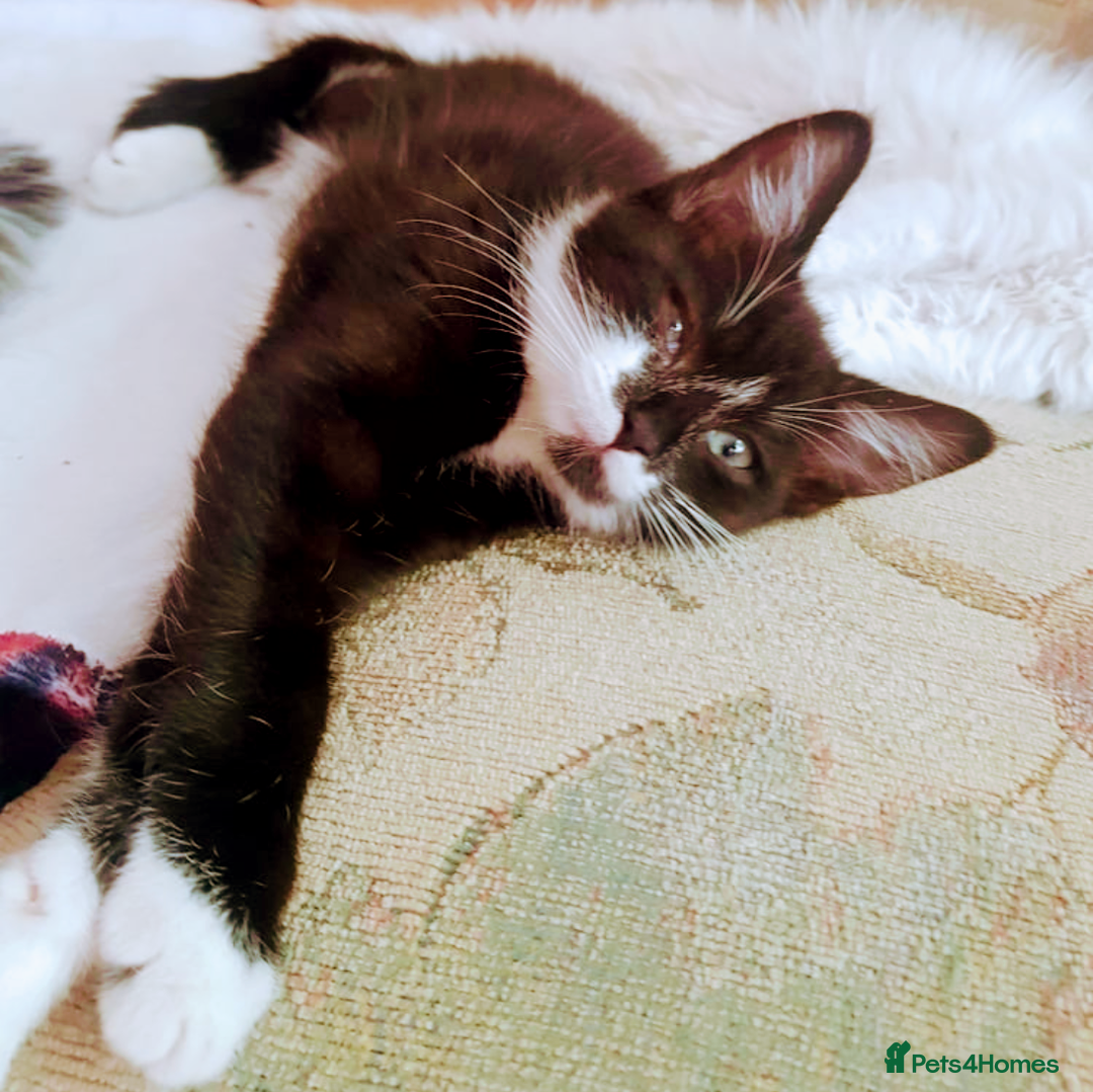 Domestic Shorthair cats for sale: Beautiful kittens ready for loving homes  - Image 10