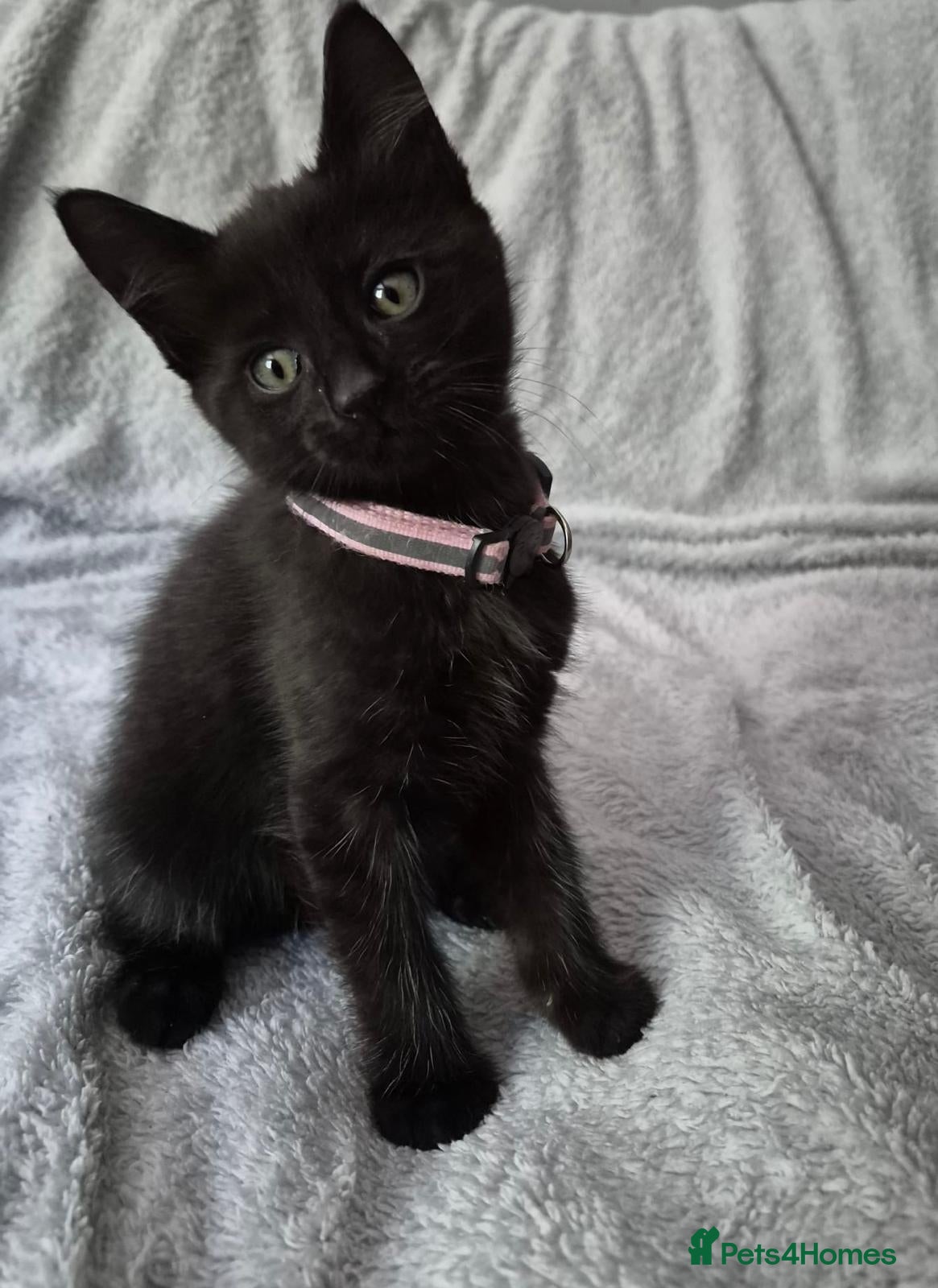 Mixed Breed cats 2 kittens for sale  - Advert 7