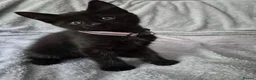 Mixed Breed cats for sale: 2 kittens for sale  - Advert 1