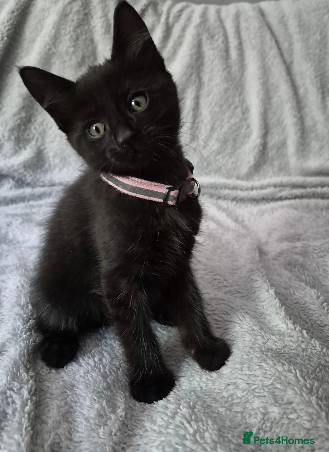 Mixed Breed cats for sale: 2 kittens for sale  - Advert 1