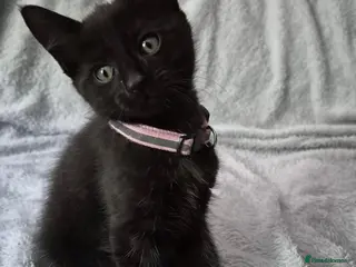 Mixed Breed cats 2 kittens for sale - Advert 1