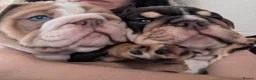 English Bulldog dogs for sale: 2 British Bulldog Puppies Available-Two Girls in Bristol - Advert 14