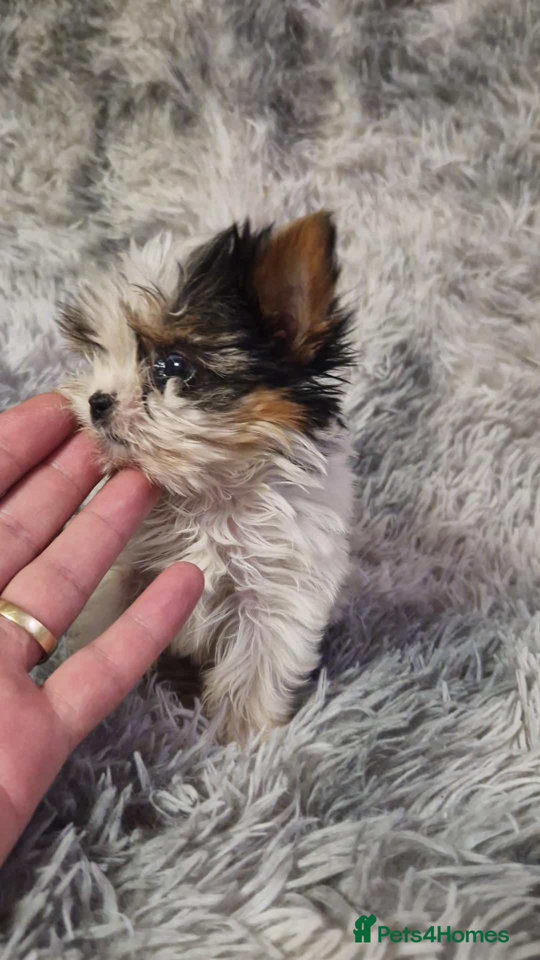 Biewer Terrier dogs Pure Miniature Biewer Terrier Puppies - Advert 12