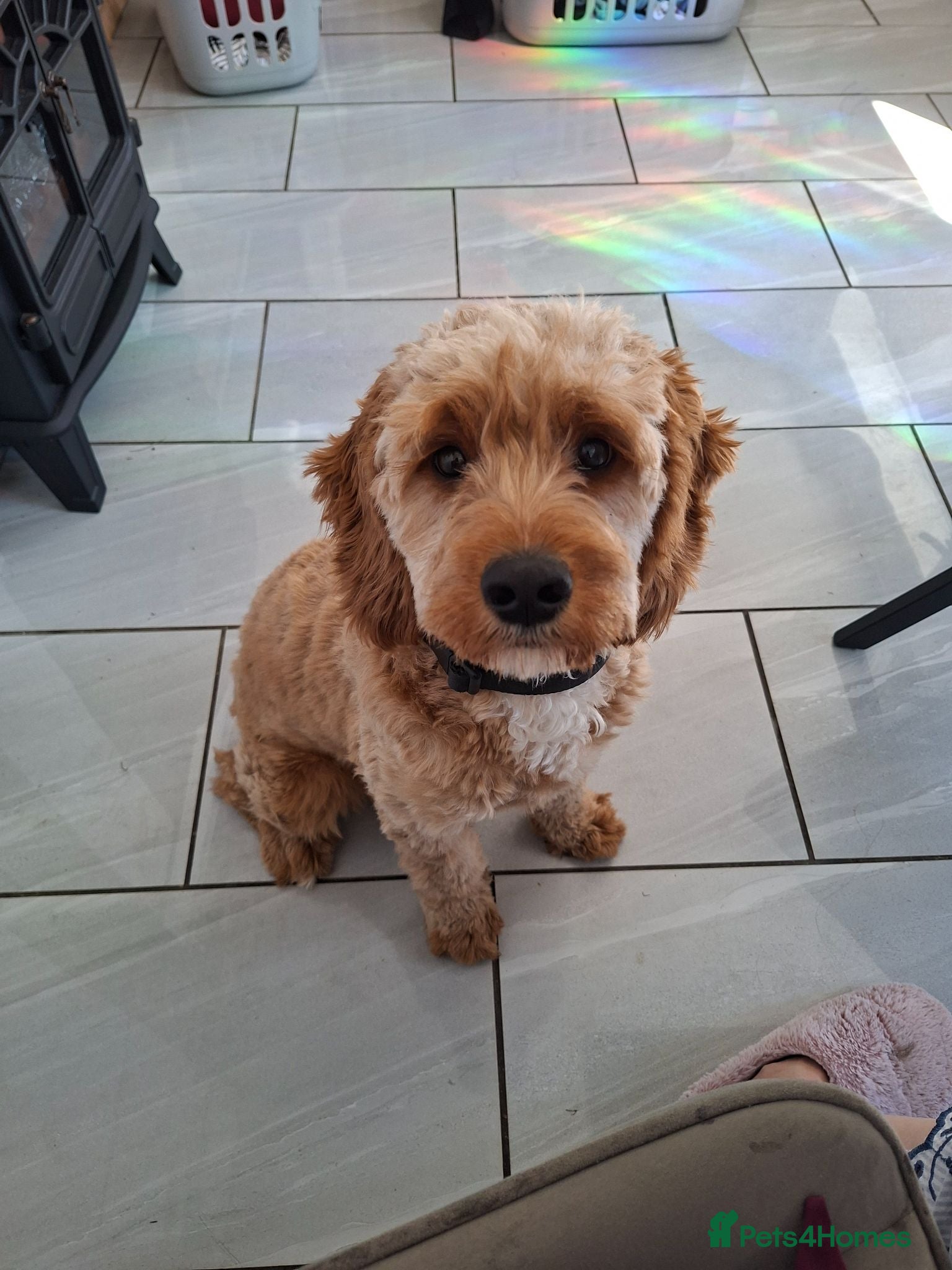 Cavapoo dogs Boy cavapoo  - Advert 3