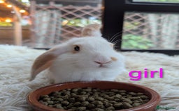 English Lop rabbits for sale: Lop mixed dot baby bunnies - Image 7