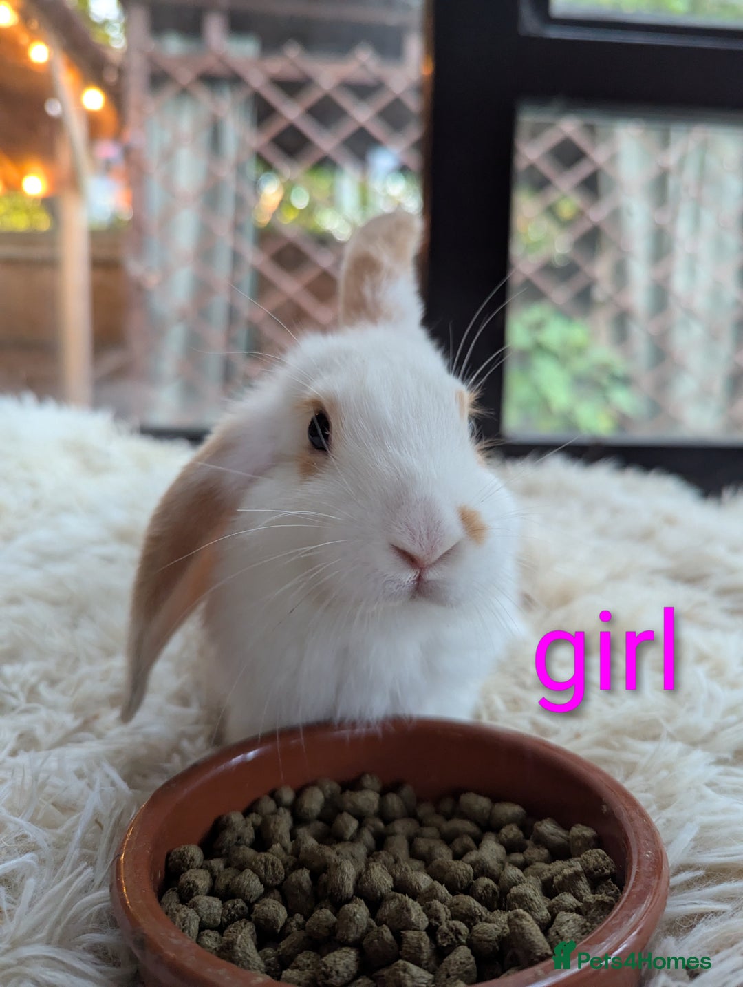 English Lop rabbits for sale: Lop mixed dot baby bunnies - Image 7