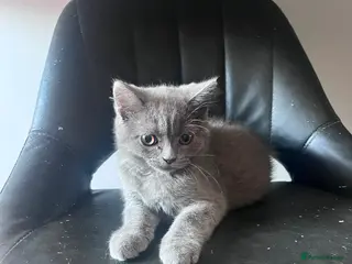 British Shorthair cats Beautiful British Blue boys ready to go - Advert 11