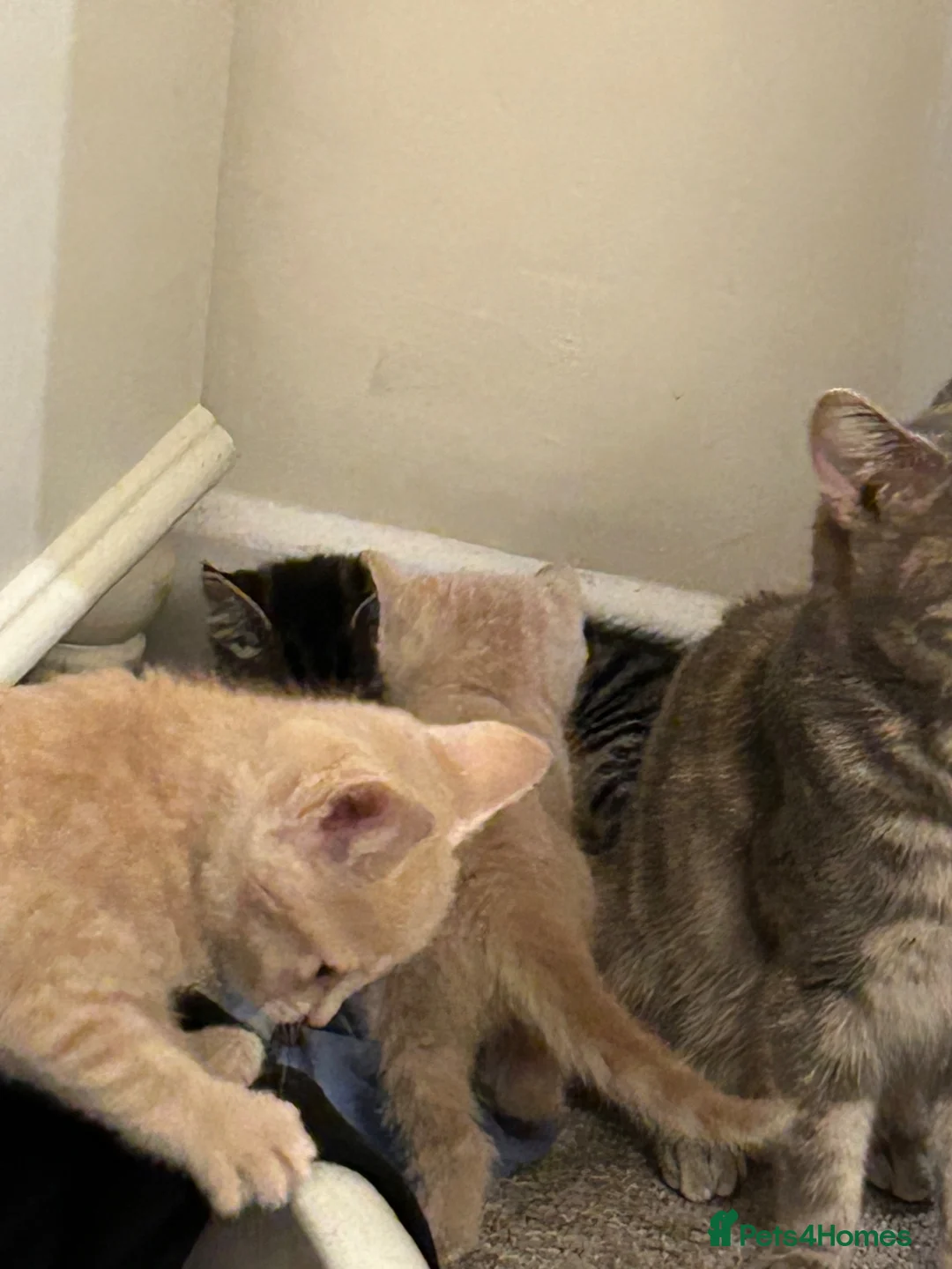 Mixed Breed cats for sale: Beautiful Kittens  - Advert 13
