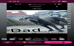 Mixed Breed dogs for sale: Cane corso/Great Dane puppies for sale ✨✨ - Image 3