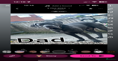 Mixed Breed dogs Cane corso/Great Dane puppies for sale ✨✨ - Advert 11