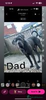 Mixed Breed dogs Cane corso/Great Dane puppies for sale ✨✨ - Advert 4