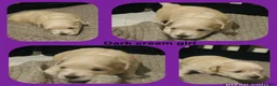 Maltipoo dogs for sale: Last girl left 6 wks old Beautiful maltipoo puppy - Advert 17