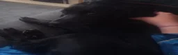 Cocker Spaniel dogs for sale: Cocker spaniel in Middlesbrough - Advert 2