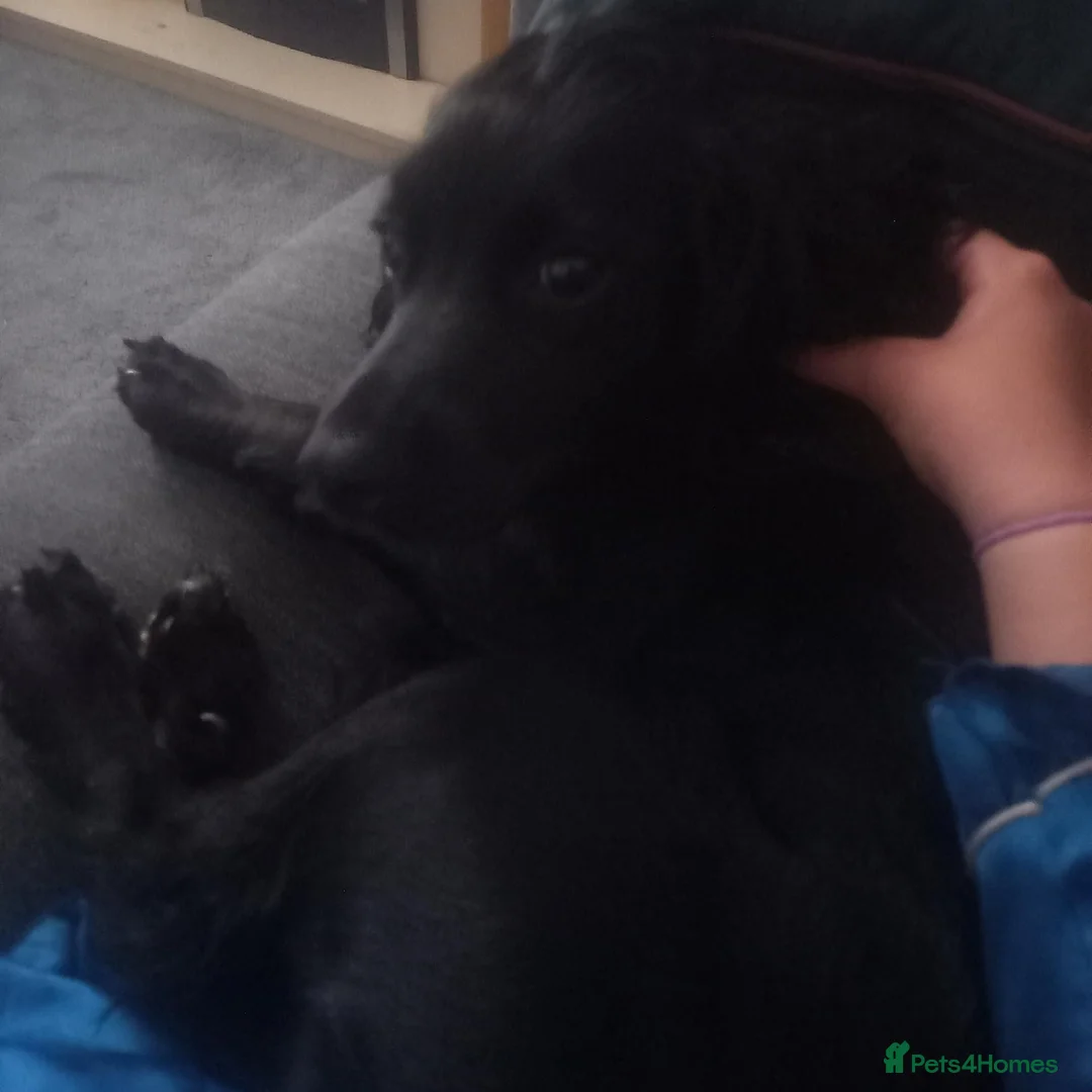 Cocker Spaniel dogs for sale: Cocker spaniel in Middlesbrough - Advert 2