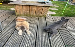 British Giant rabbits for sale: Large rabbit for sale  - Image 1