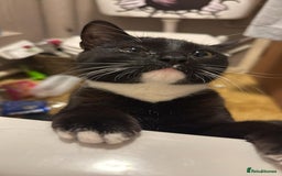 Domestic Shorthair cats for sale: Pretty little tuxedo and cutest little tabby - Image 9