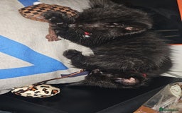 Mixed Breed cats for sale: Kitten for good home - Image 2