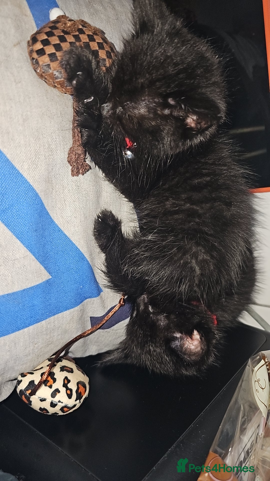 Mixed Breed cats for sale: Kitten for good home - Image 2