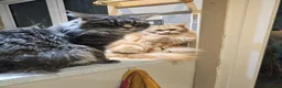 Maine Coon cats for sale: Main coon kittens - Advert 5